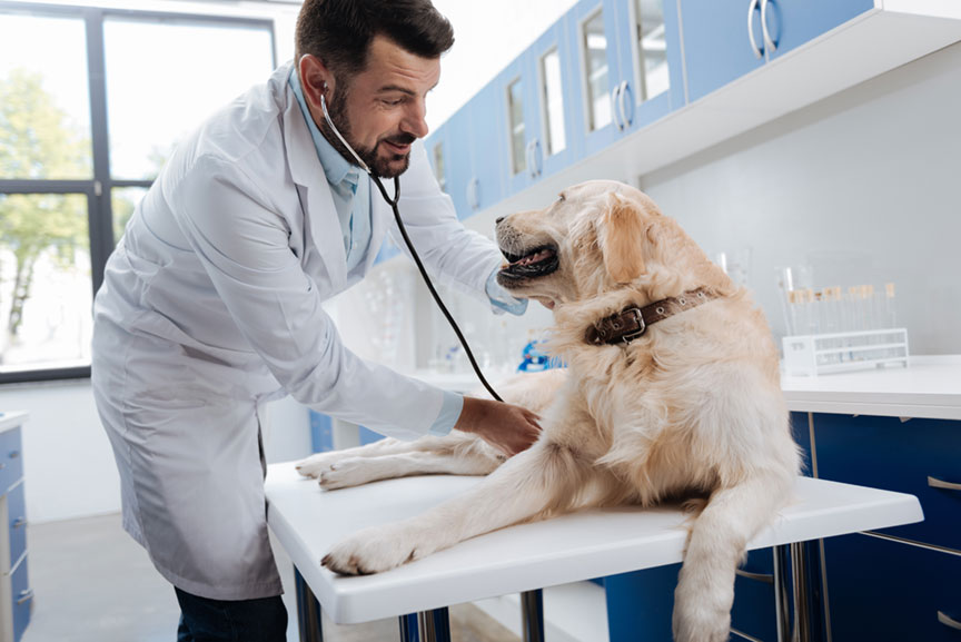 Veterinary